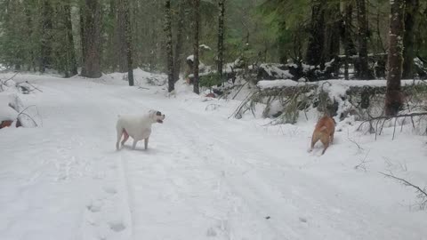 Harvey and Clyde running in a Washington blizzard