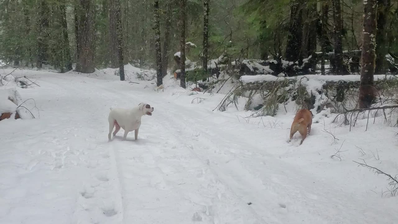 Harvey and Clyde running in a Washington blizzard