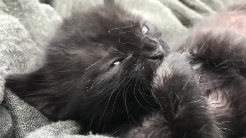 A little cat cleaning its paws.