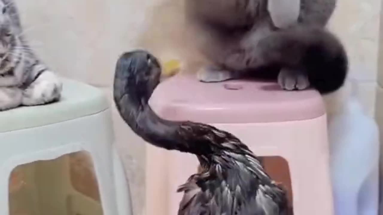 cat vs duck