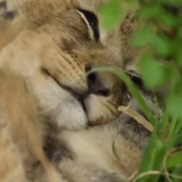 Lion cub playing