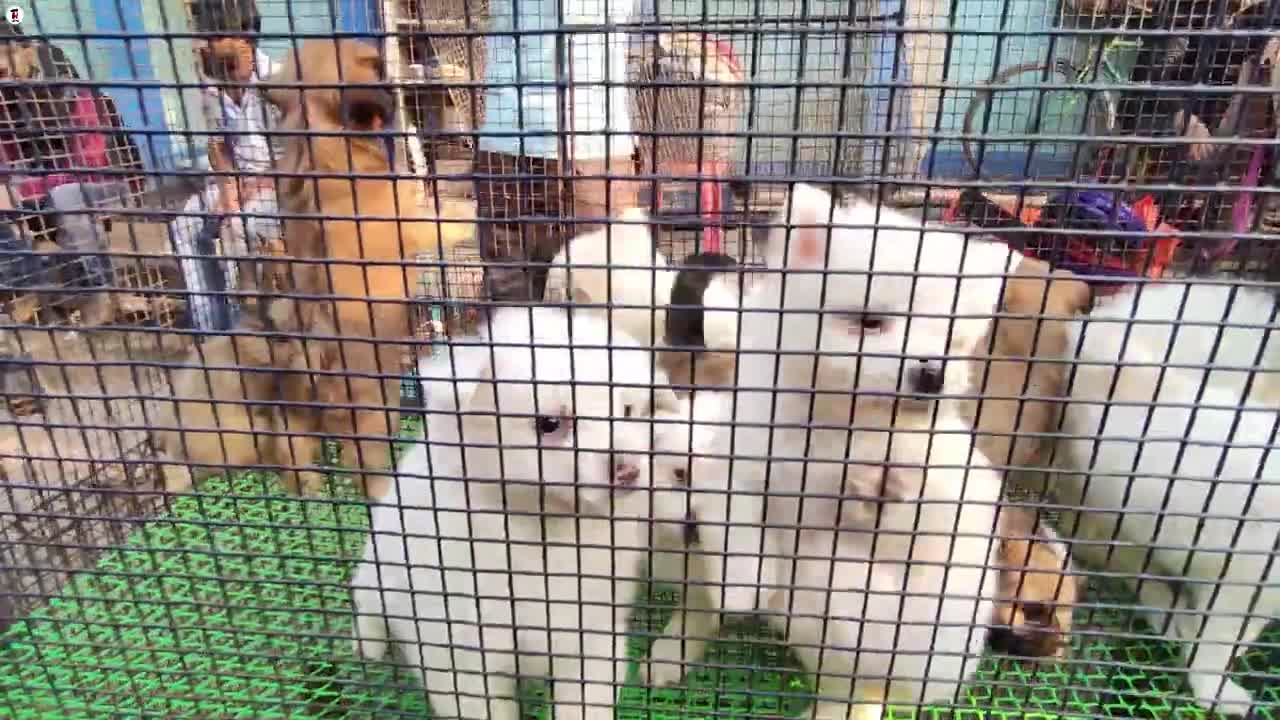 GALIFF STREET PET MARKET KOLKATA CHEAPEST DOG MARKET RECENT DOG PUPPY PRICE UPDATE DOG MARKET