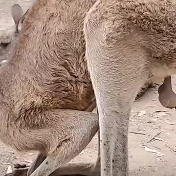 Kangaroo at the sanctuary