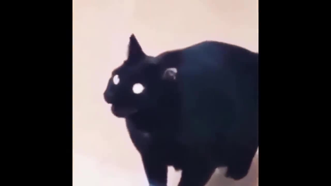 New Funny Cats Video