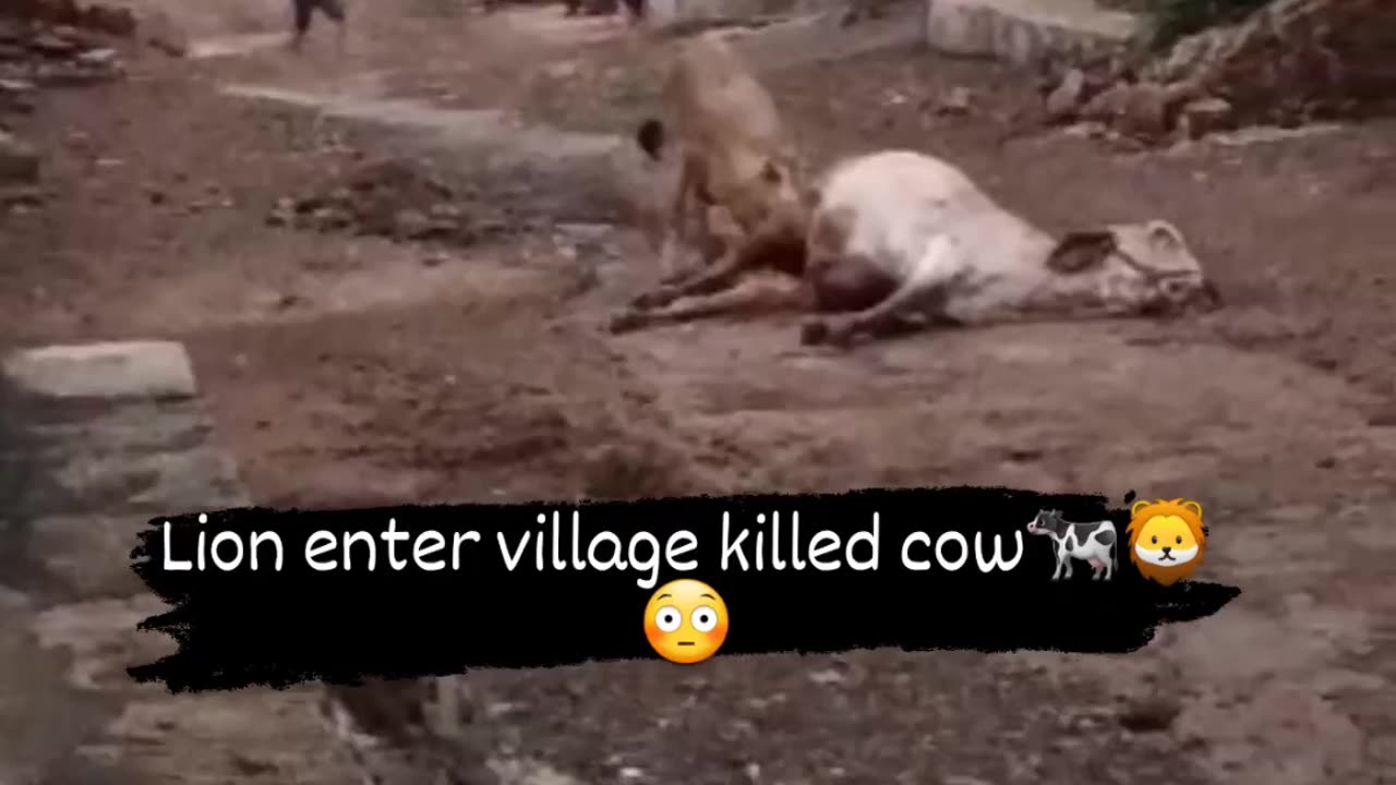 Lion entered village and killed cow rare video