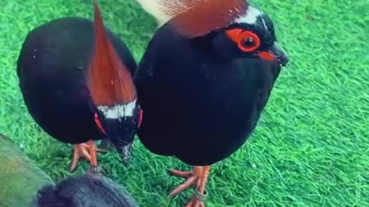 Beautiful Birds