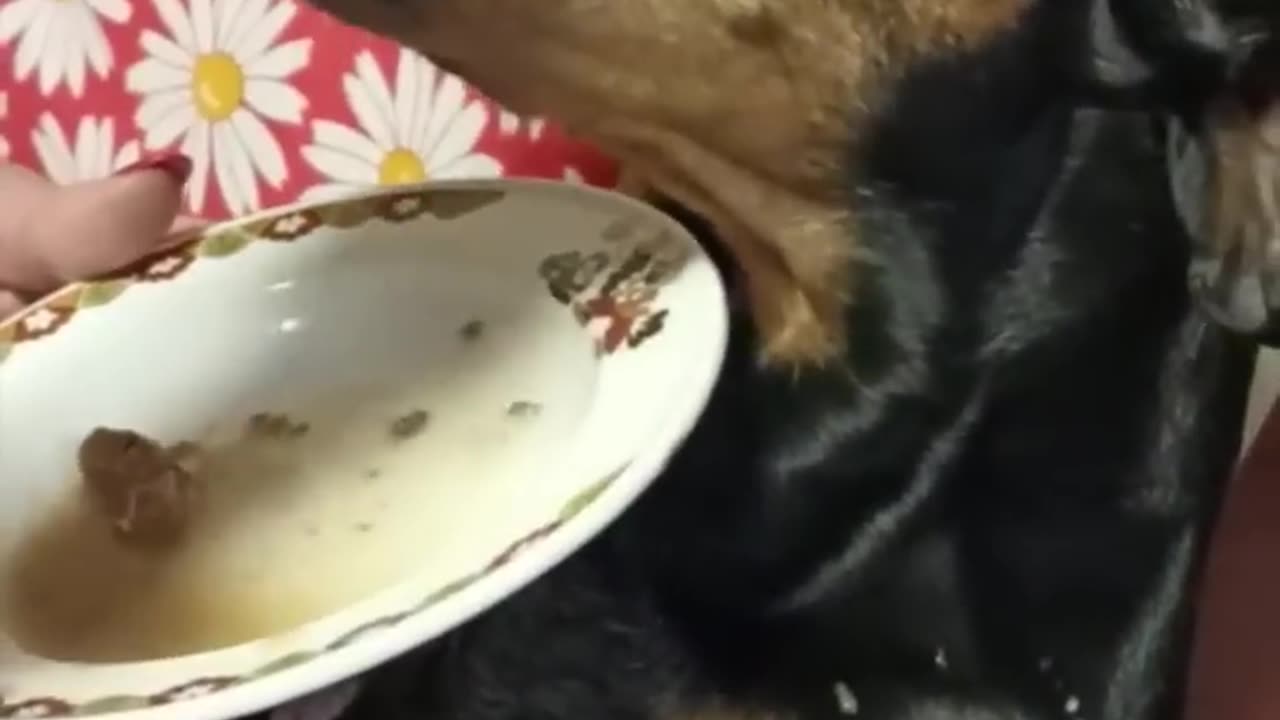 Funny Cats and Dogs Videos