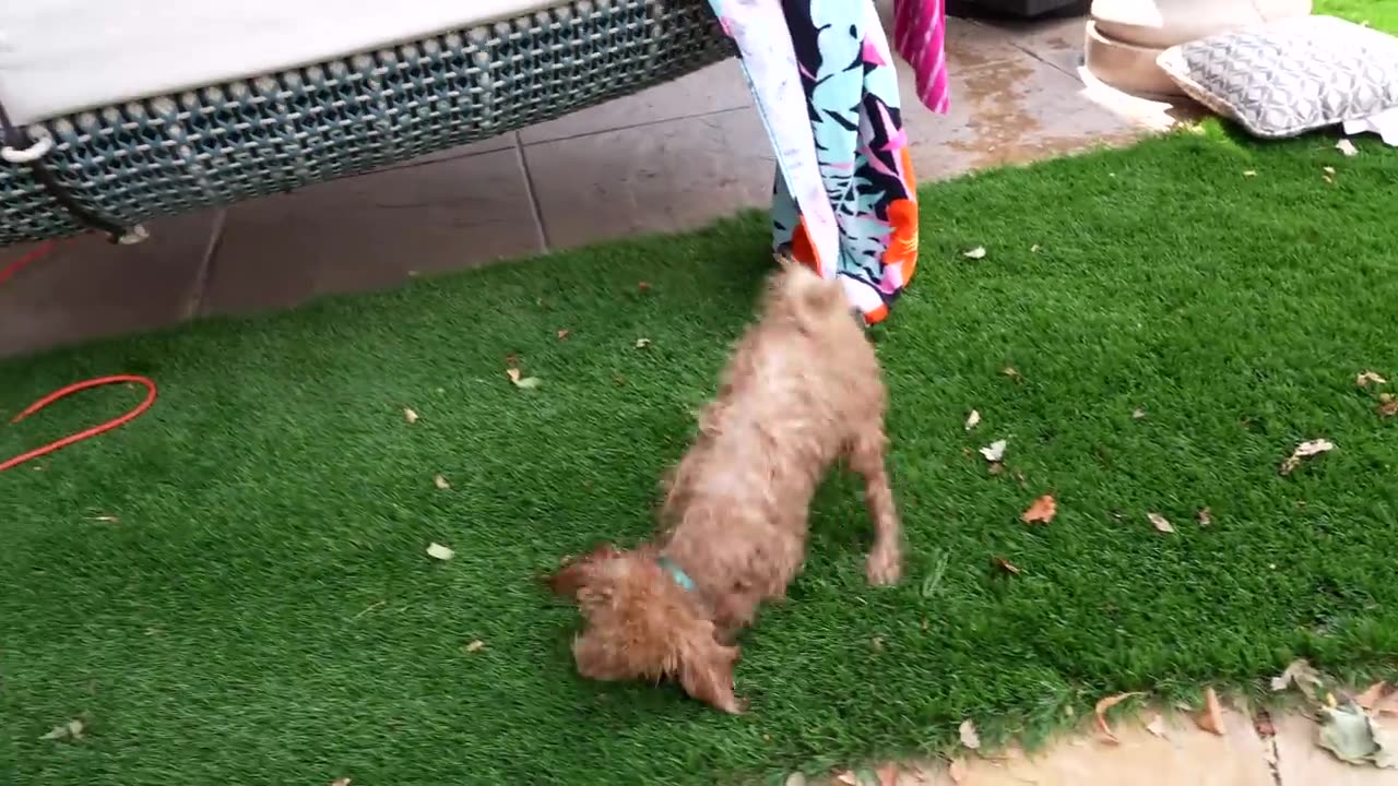 Teaching our Puppy to Swim! HER FIRST TIME!