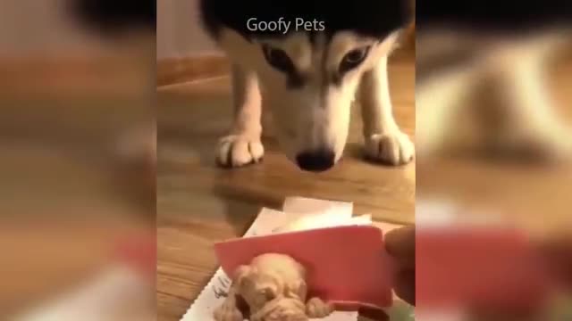 Funny video to fool dogs and cats