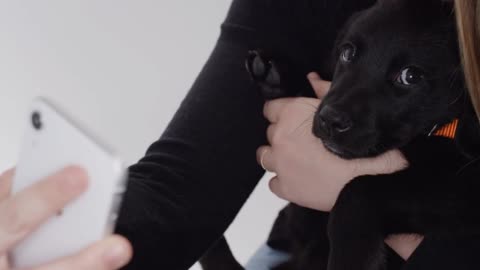 Labrador Retriever puppy on white screen playing