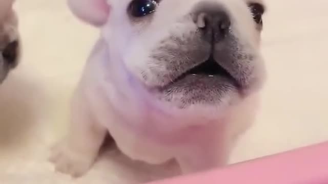 # Cute animals#1