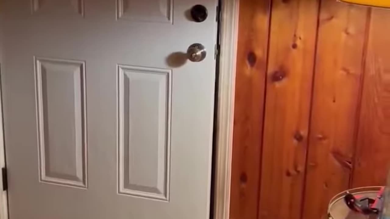 A Very Obedient Bear