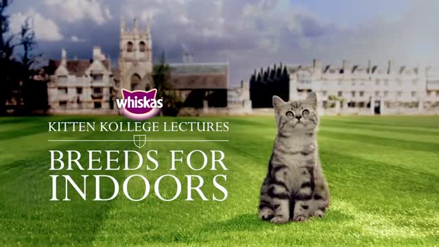 Indoor Kitten Breeds _ Kitten Kollege_1