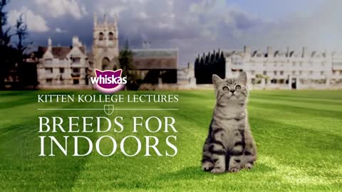 Indoor Kitten Breeds _ Kitten Kollege_1