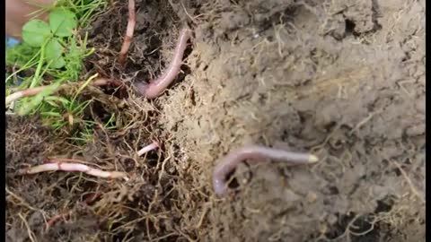 The great Kiwi earthworm_Cut