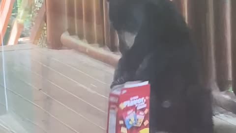 Bear Steals Cheez-Its on Patio