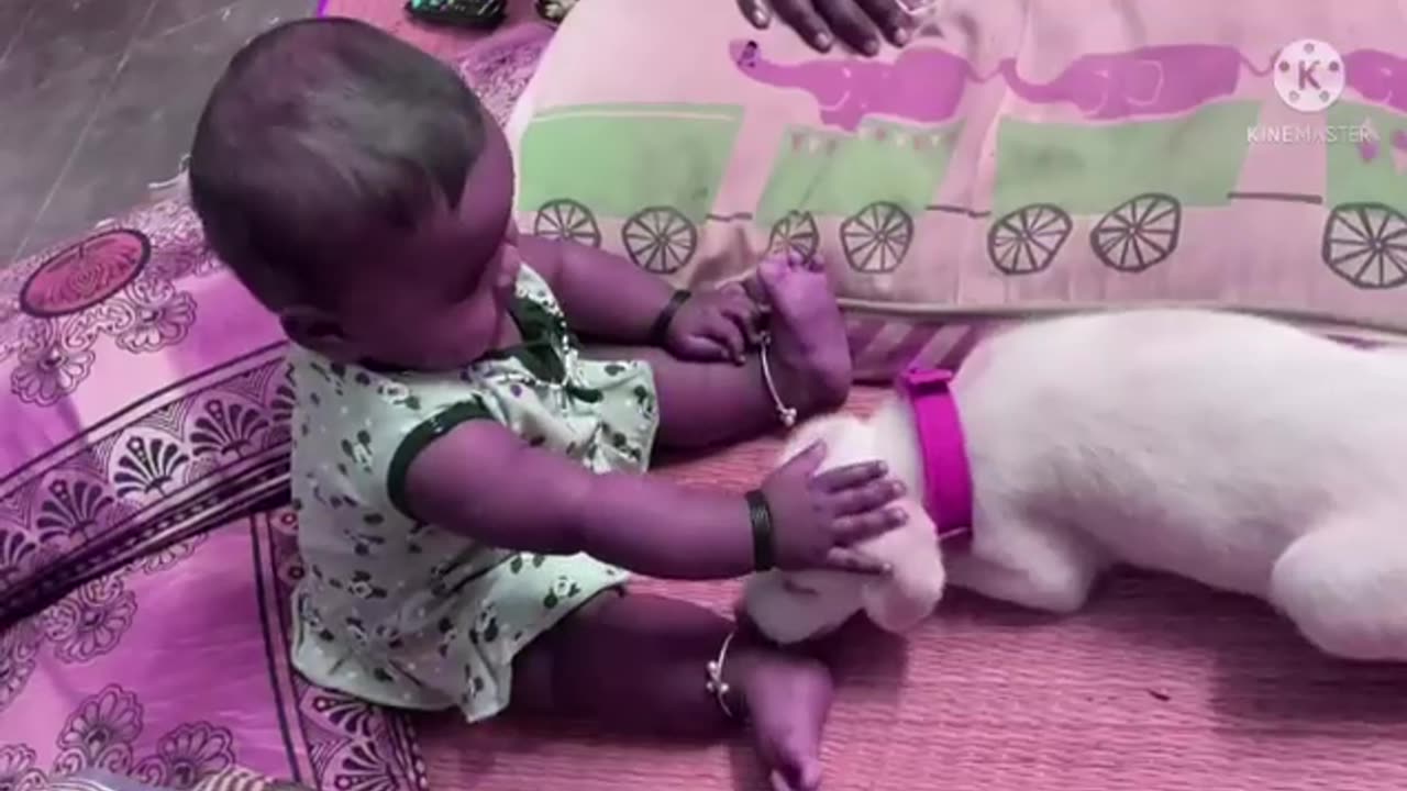 Baby Funny Videos/Dog Playing Funny