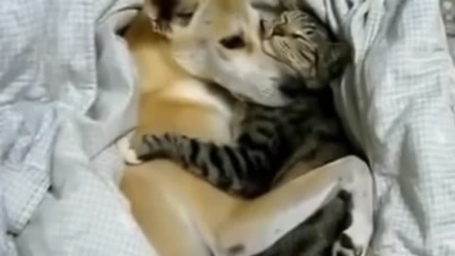 Pure Love💓 between Dog and Cat