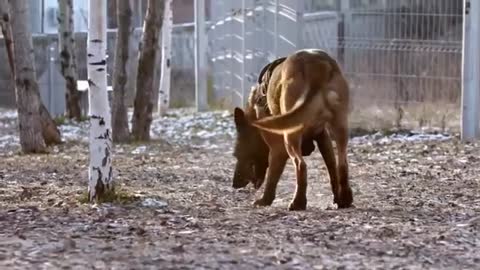 Most powerful dog 🐕 breeds