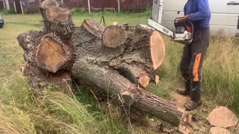 Oak stump cutting