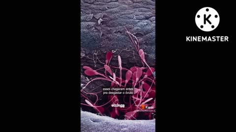 Você não é o mais rápido