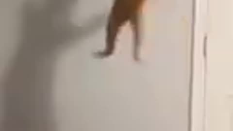 Funny cats 😹2023