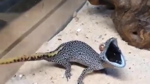 An angry spiny tailed gecko. Such a goofy lizard