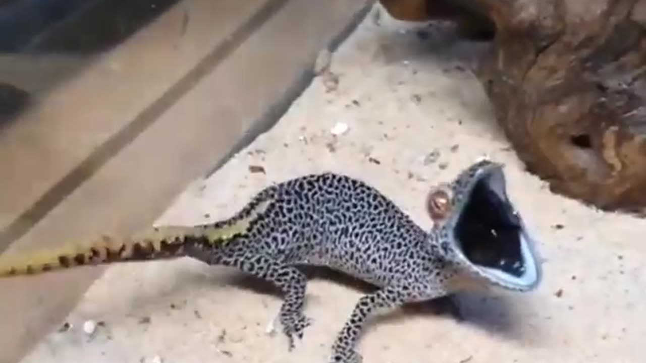 An angry spiny tailed gecko. Such a goofy lizard