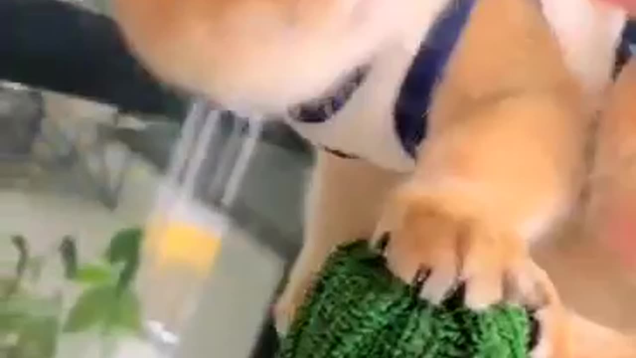 Funny Cat 🥰😘