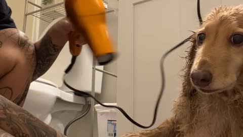 Pup isn't Impressed with at Home Spa Experience