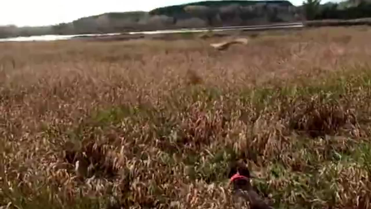 Pheasant Hunting with Over_Under Shotgun!