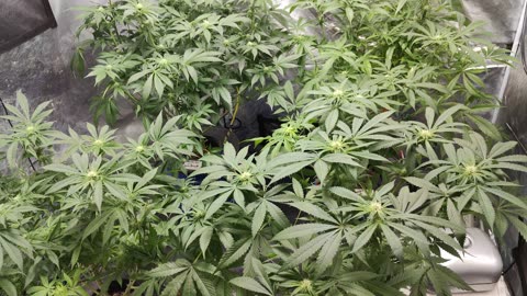 Day7 of Flower Life Saver x Apples and Angels