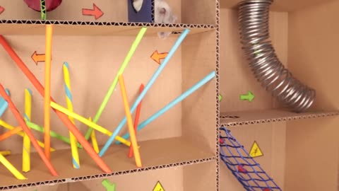 Hamster pets but with Traps in maze.