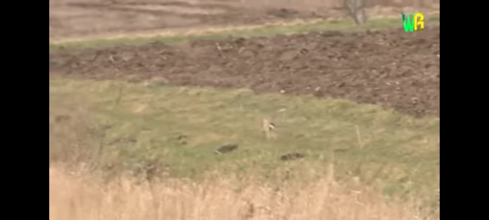 Eagll and hawk vs other animals