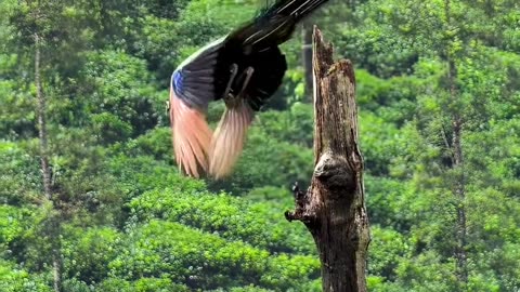 Peacock bathing the rain