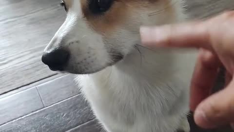 My Corgi puppy treating me like John Cena 🤣🐶