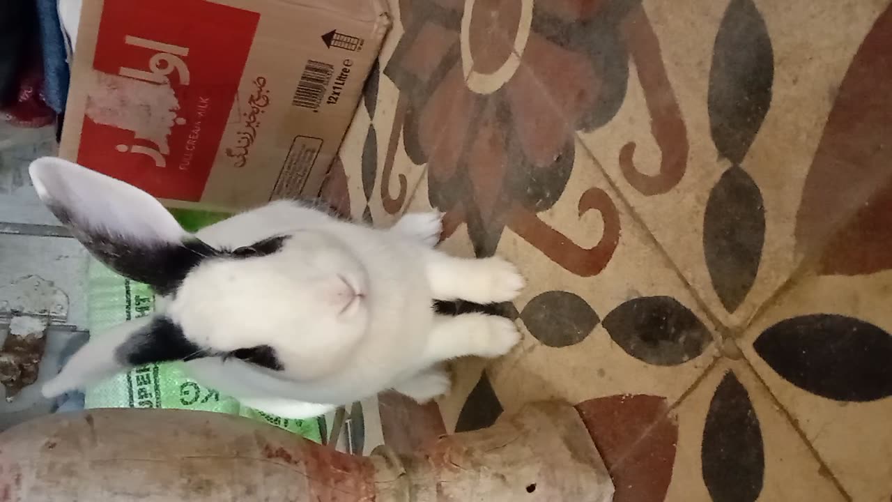 My pets Funny video