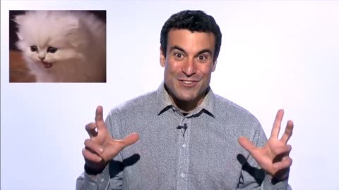 Top 10 best cat video of all time