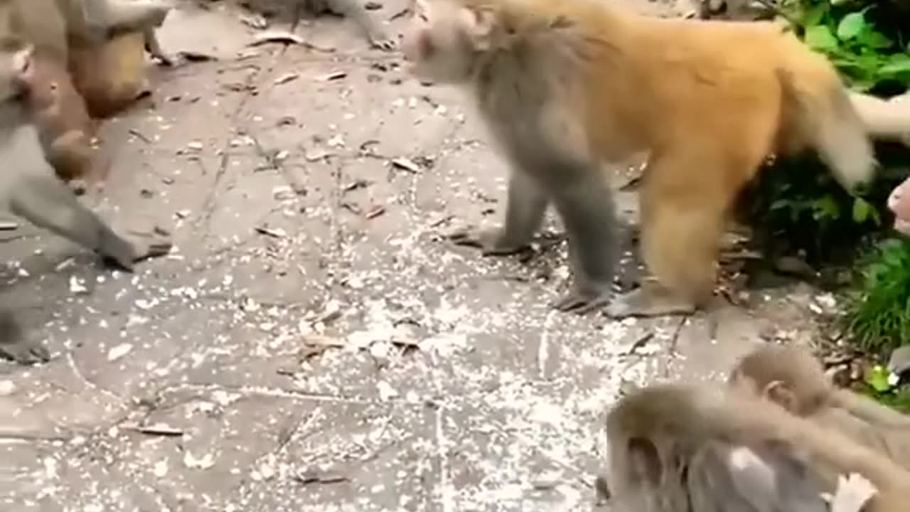 monk team play game