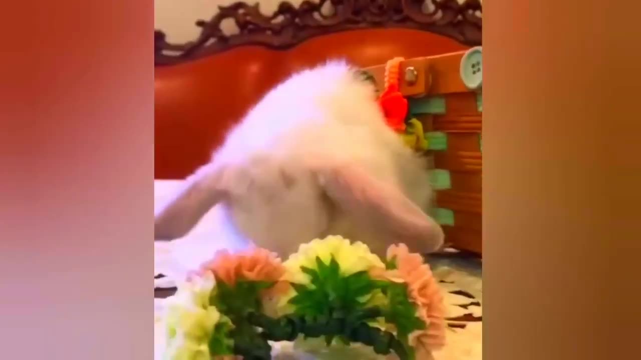 New 😂Funny Animals Video 2023🤣 | New Funny Video Of Cat And Dogs #217