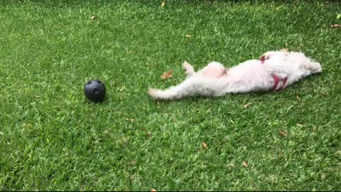 Dog Play video
