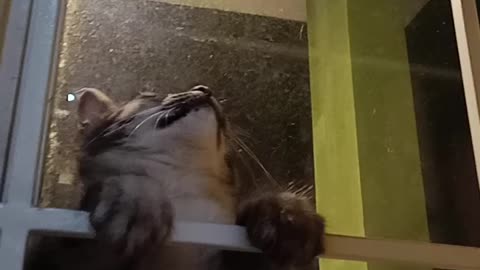 Funny animals