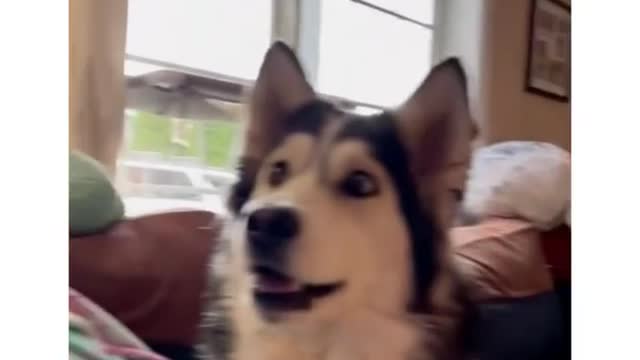 Husky Left Speechless After Watching Trampoline Comercial