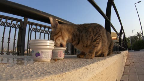 MICHAEL JACKSON - Homeless cat in Ras Al Khaimah, UAE #cat #cats #MichaelJackson #emirates #ae #UAE