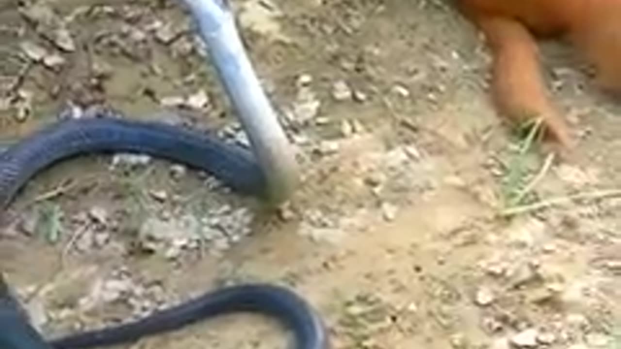 king Cobra Sanke Vs monkey 😍😍😍