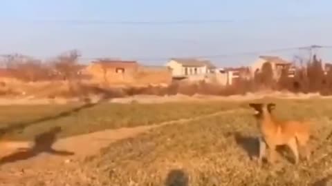 Dog jump