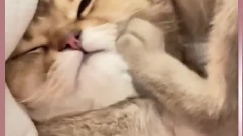 Hahaha cats are so cute🥰🥰