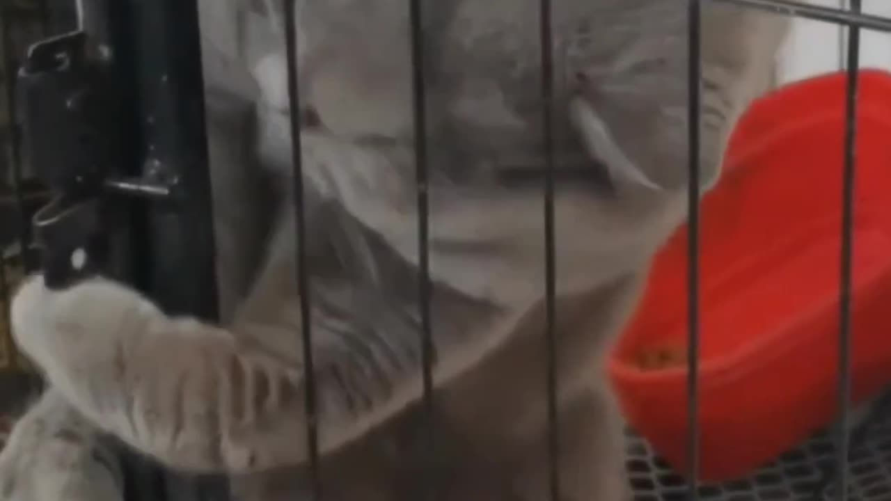 Cat funny video 😂