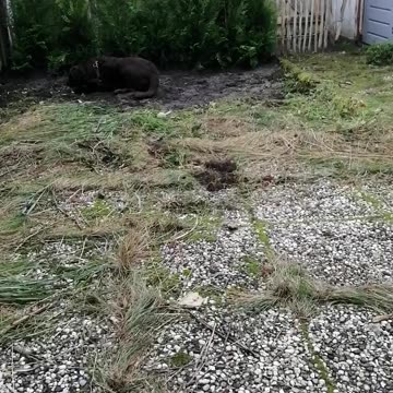 Having Fun in the New Garden