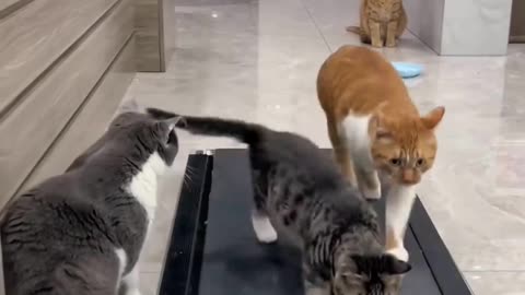 Playful cats 😍😍